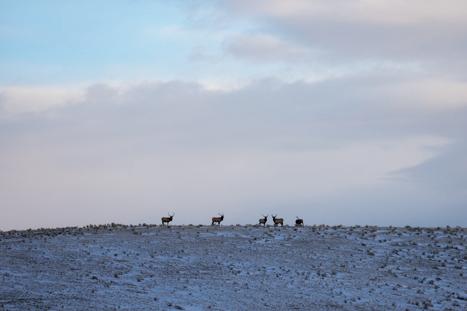 Elk moving across the snowy flats of the National Elk Refuge.