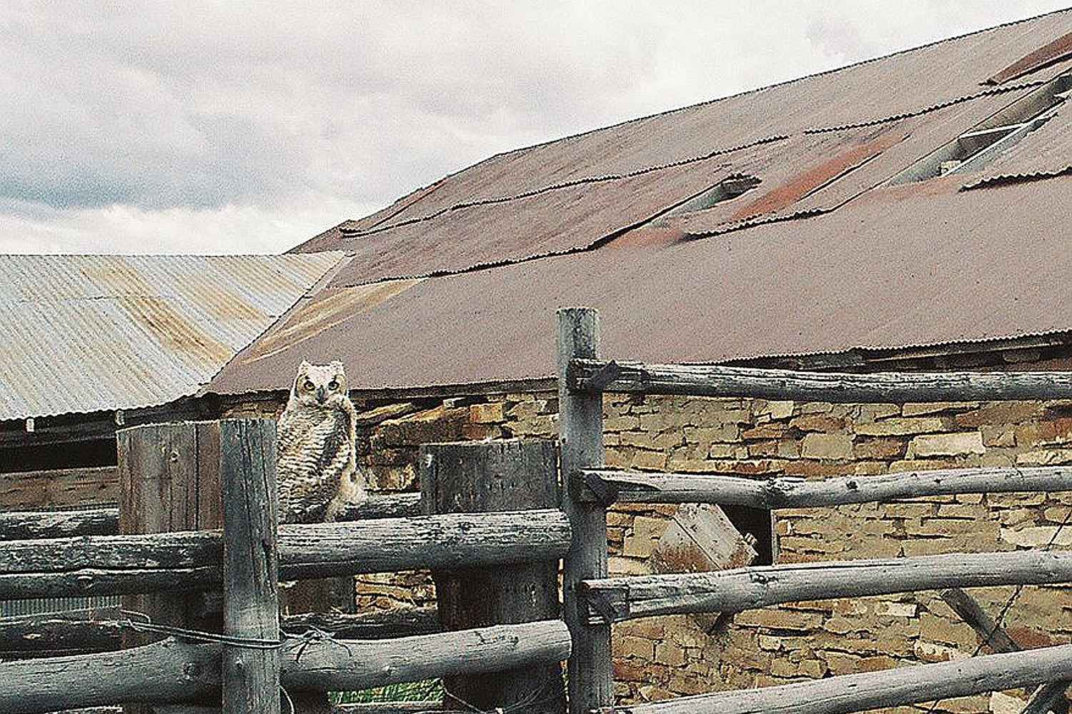 The weathered buildings of the old JO Ranch on the open range.